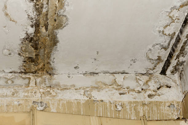 Best Post-Construction Mold Inspection  in St Lawrence, PA