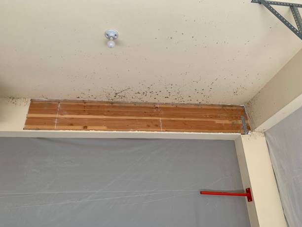 Best Basement Mold Removal  in St Lawrence, PA