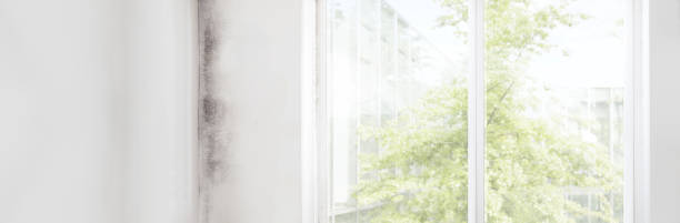 Best Attic Mold Removal  in St Lawrence, PA