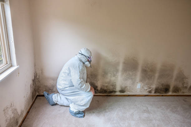 Best Real Estate Mold Inspection  in St Lawrence, PA