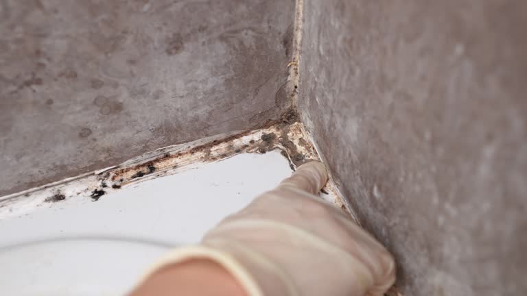 Best Crawl Space Mold Remediation  in St Lawrence, PA