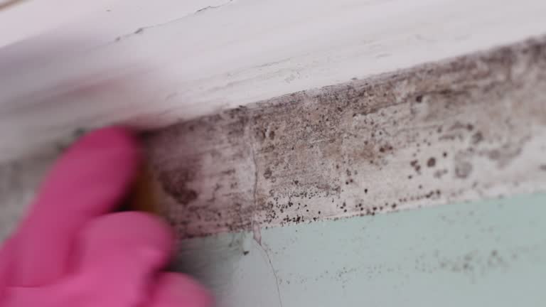 Best Mold Damage Restoration  in St Lawrence, PA